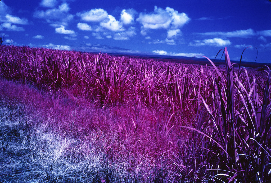 Sugar cane field, Island of Hawaii (Infrared) a photo on Flickriver