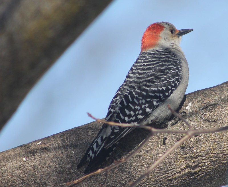 Woodpeckers Flickr