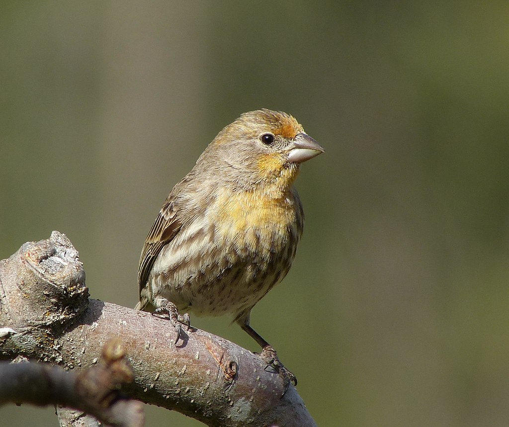 house finch yellow variant The same bird as in the previ… Flickr