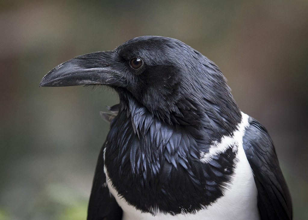 Crow Portrait Pied crows look a bit similar to Eurasian ma… Flickr
