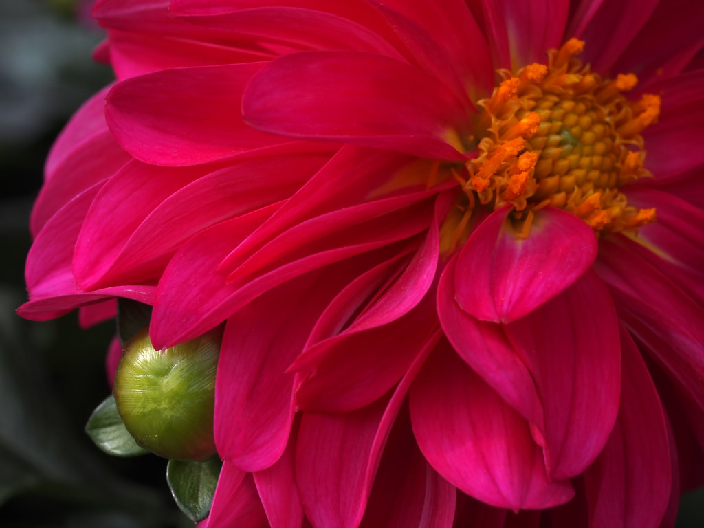 Dahlia surprises Merrifield Garden Center, Manassas, VA David