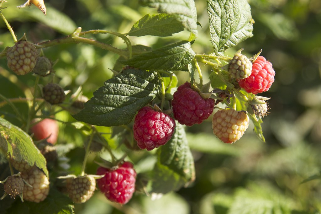 raspberries Organically grown, local, not contaminated wit… Flickr