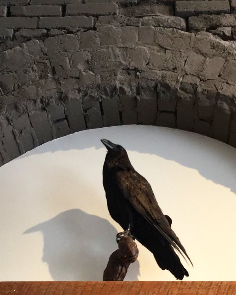 Actual old crow at Oldcrowcoffee!! ☕️🐧 coffee oldcrowc… Flickr