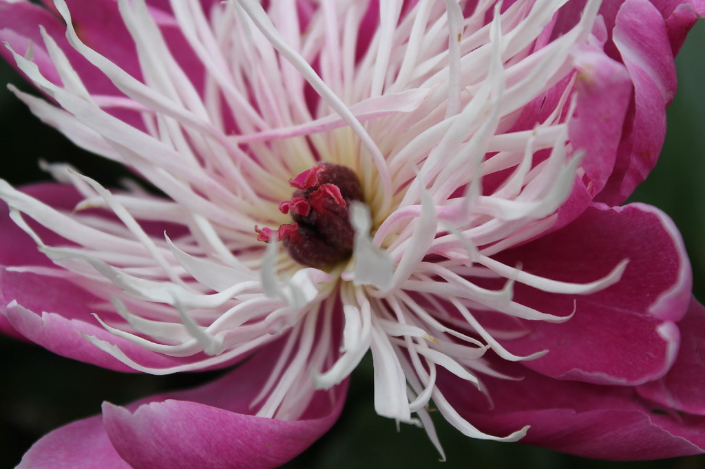 peony fireworky center. (are those stamens? pistils? i sh… Flickr