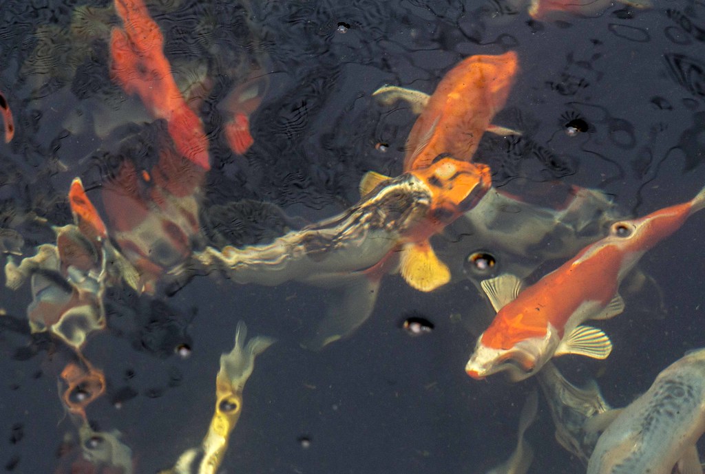 IMG_95001s Koi farm in Saddle River pnorman4345 Flickr