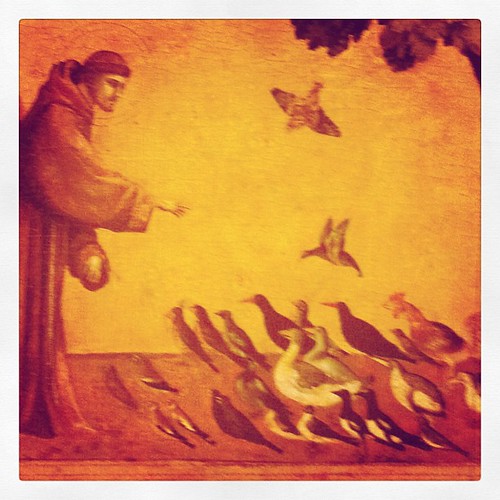 Saint François prêchant aux oiseaux, par Giotto tetue Flickr