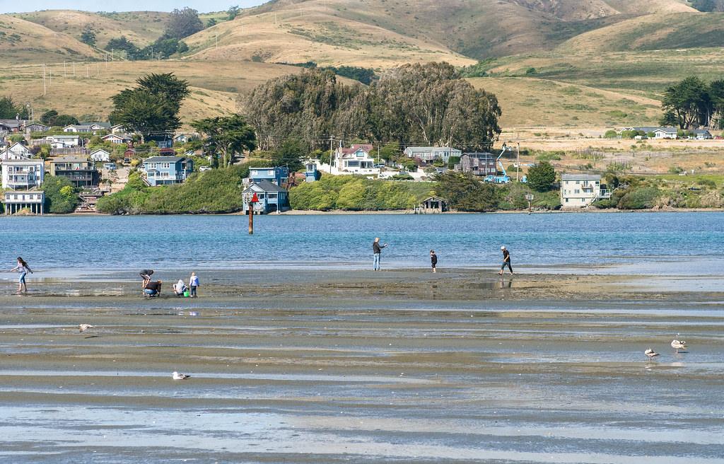 149432013ClammingBodegaHarbor.jpg Low tide at Bodega Bay h… Flickr