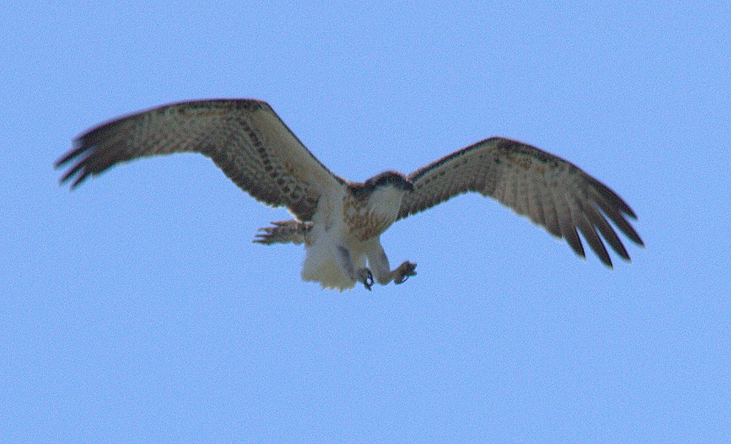 little eagle 1 or osprey? this little eagle has a nest on … Flickr