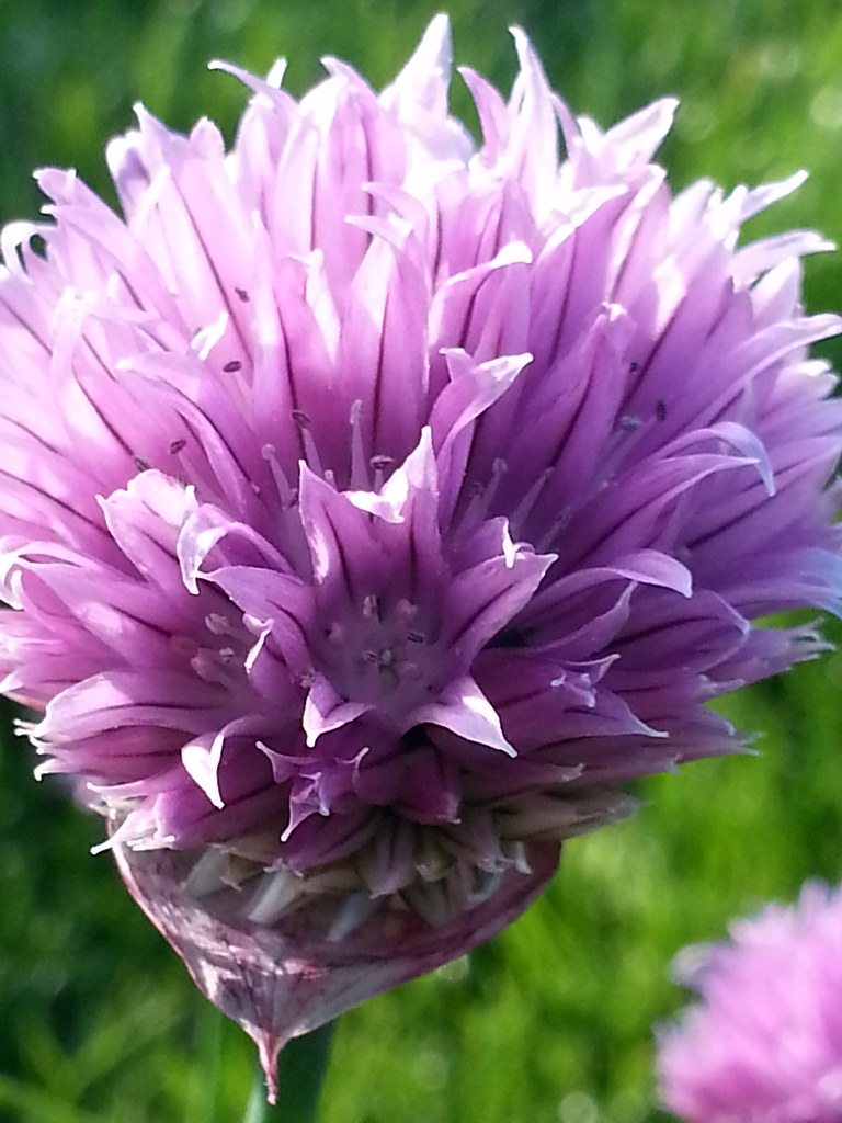 open chive flower an open chive flower from my chive plant… andy