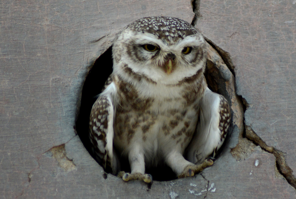 Owls are nocturnal hunting birds bird of prey Owls are noc… Flickr