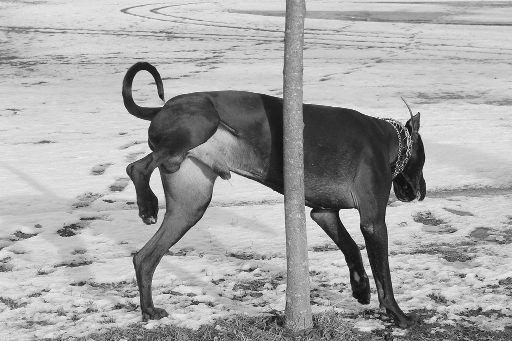 Dog pee in Park sbenari Flickr