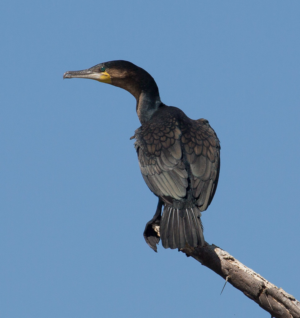 Great Cormorant Taken from Lake Naivasha, Kenya, on a trip… Flickr