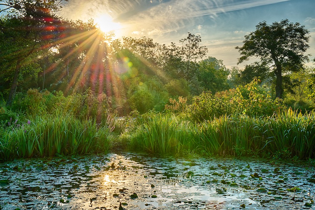 Garden Sunrise August sunrise at Kenilworth Aquatic Garden… Flickr