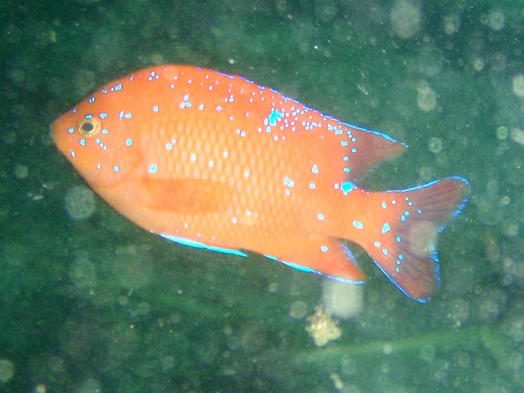 Garibaldi Damselfish (Hypsypops rubicundus) Juvenile Garib… Flickr