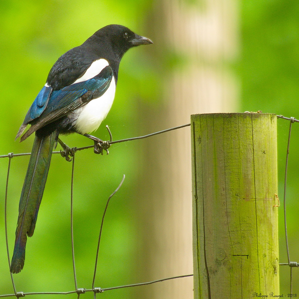 La Pie [ explore 6 ] Explored May 9, 2013 6 ru.pixelpe… Flickr