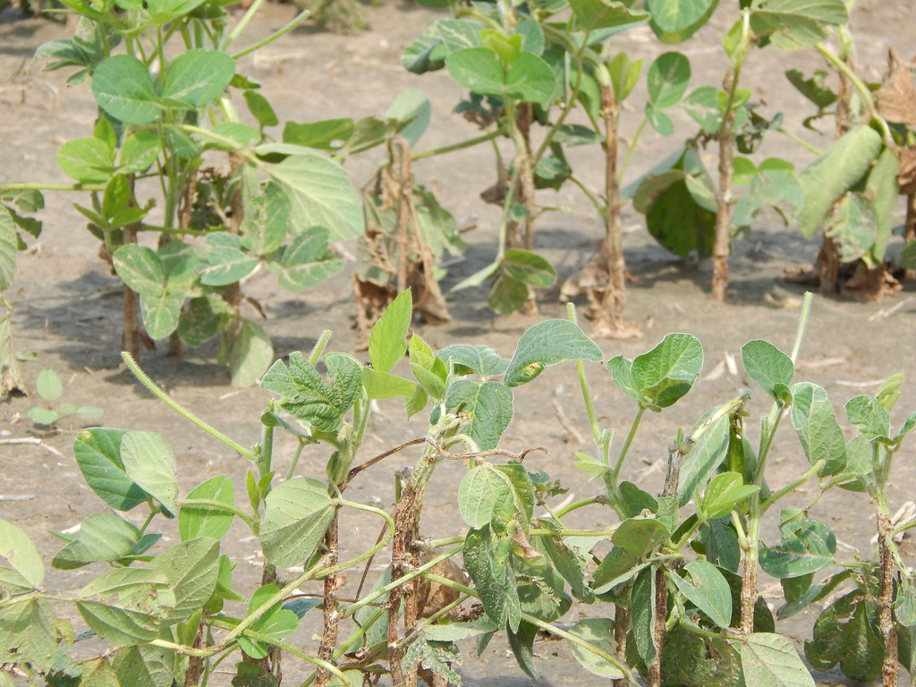 Herbicide Injury to Soybeans If used, credit must be given… Flickr