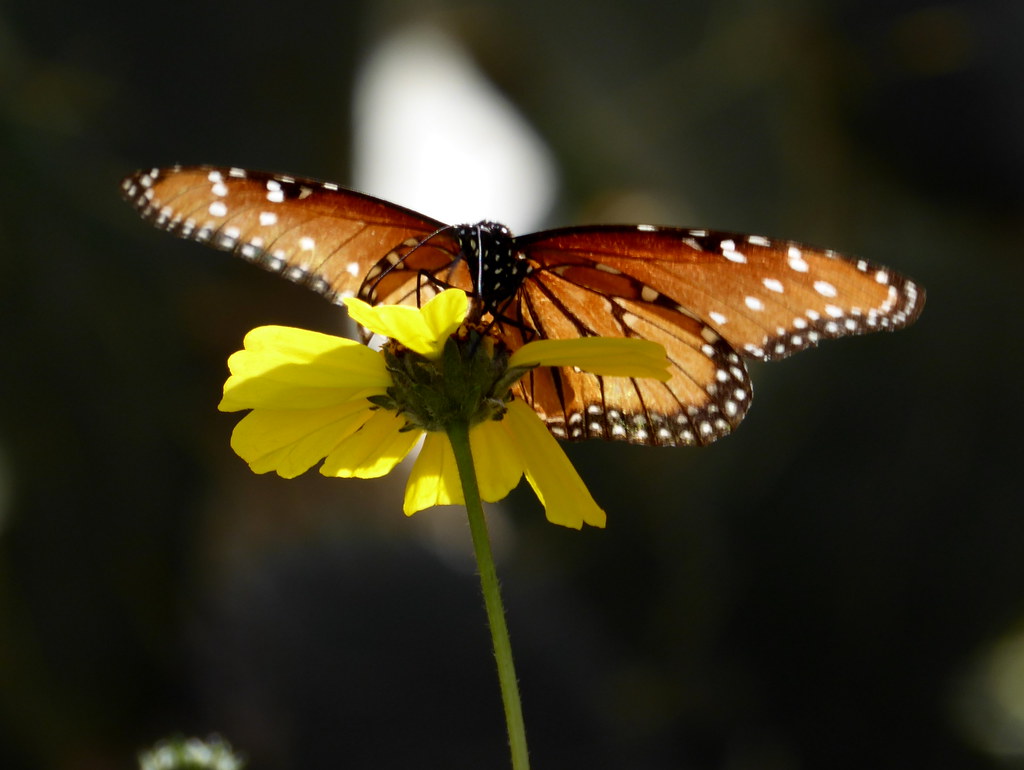 Arizona butterflyExplored Found in the Desert Botanical … Flickr