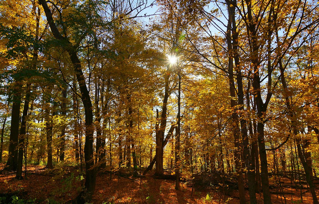 Golden Forrest Taken with a Sony Alpha SLTA77V Shutterbug2819 Flickr