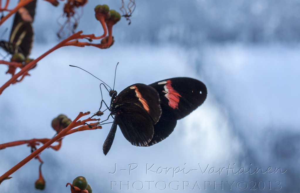 EPS_1311_BOTANIAN22 The botanical garden called Botania i… Flickr