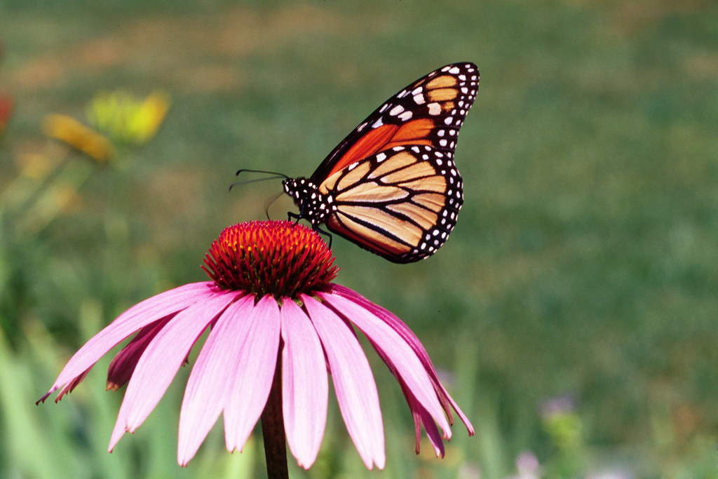 1398158LGPT A monarch butterfly collects nectar from a fl… Flickr