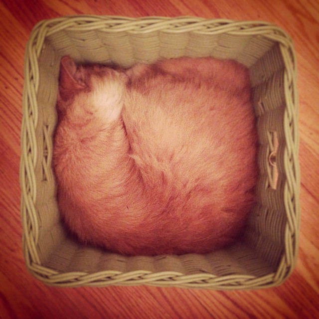 Snugly cat... rbreader Flickr
