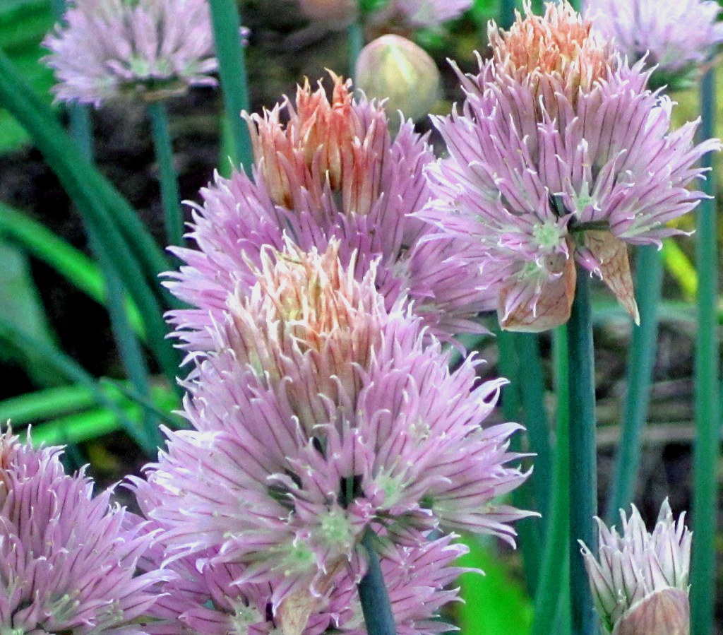 Chive blossoms_ In my garden krue.1 Flickr