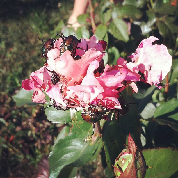 What are these? I swear they are killing my roses as they … Flickr