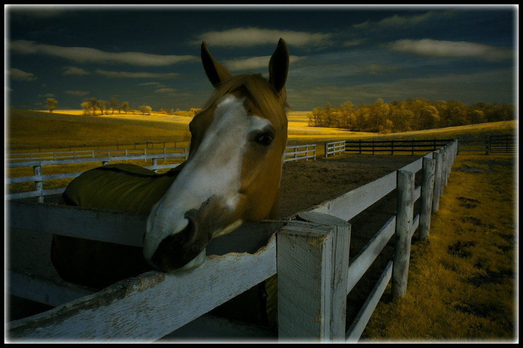 Four Quarters Farm Flickr