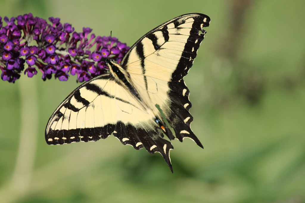 Eastern Tiger Swallowtail Butterfly (Saline, Michigan) Flickr