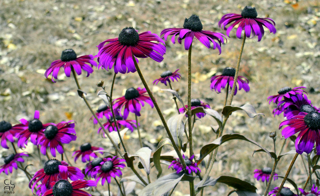 Rudbeckia_CS_12 UV/Blue/Green mix (experimental filter sta… Flickr