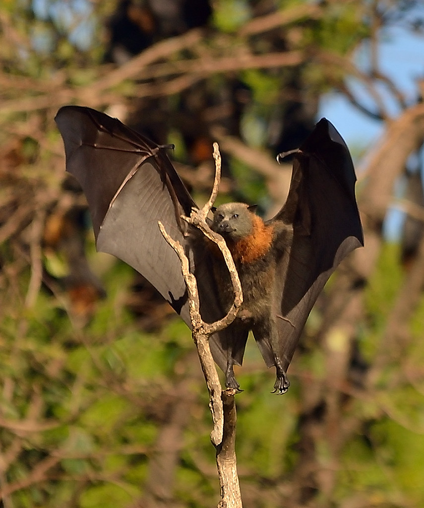 Bats for dummies how to land one (a bat, not a dummy!). … Flickr