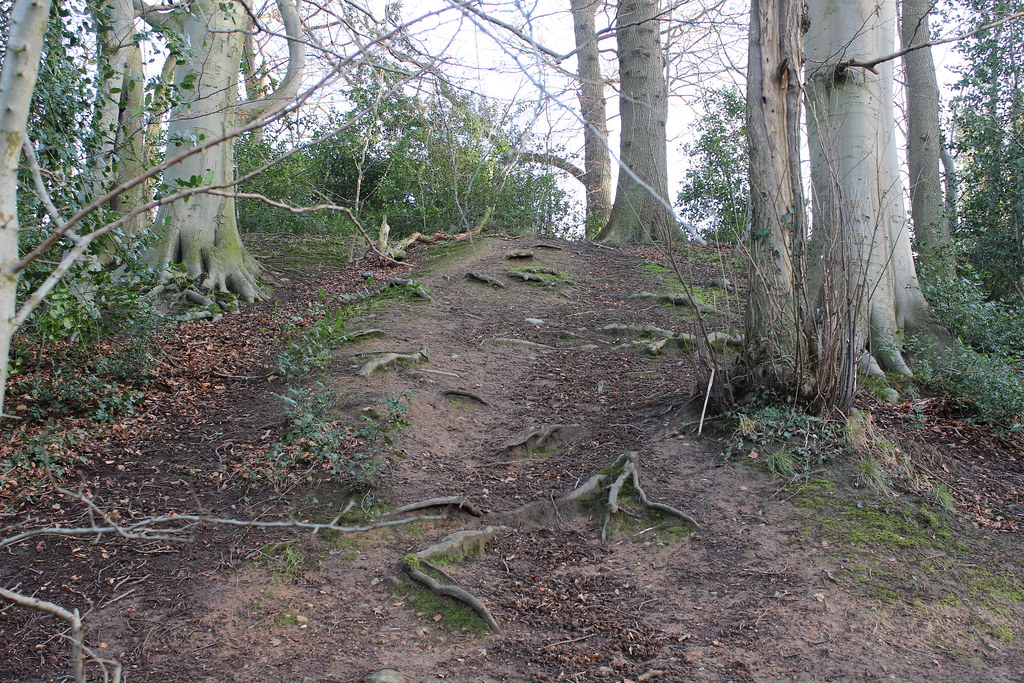 IMG_0301 CoedyGlyn Wood, Wrexham Rebeccawithers Flickr