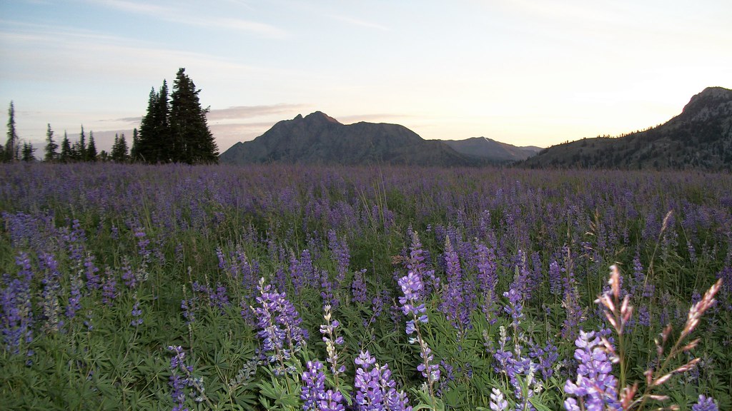 Wildflowers at Little Eagle Meadows, WallowaWhitman Natio… Flickr