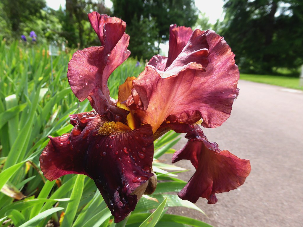 La vallée des iris Parc floral d'OrléanslaSource (Loir… Flickr