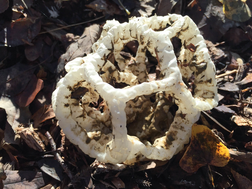 White basket fungus Ileodictyon cibarium, Hamilton, NZ a photo on