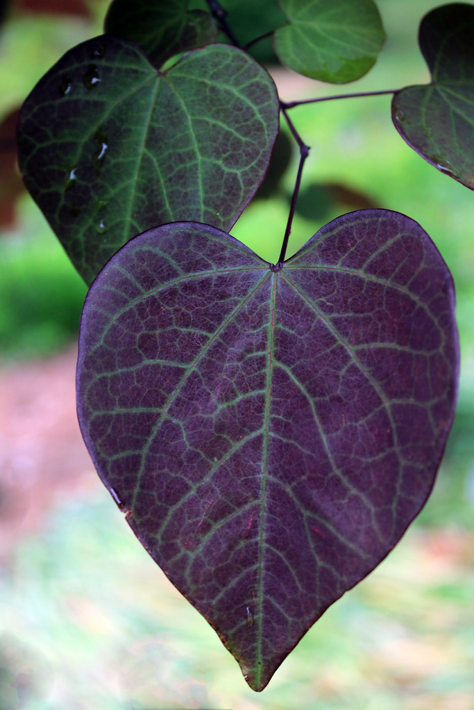 redbud burgundy heart David Charlton Flickr