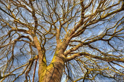 Baltic Sea ancient oak in Międzyzdroje (Misdroy) on the … Flickr