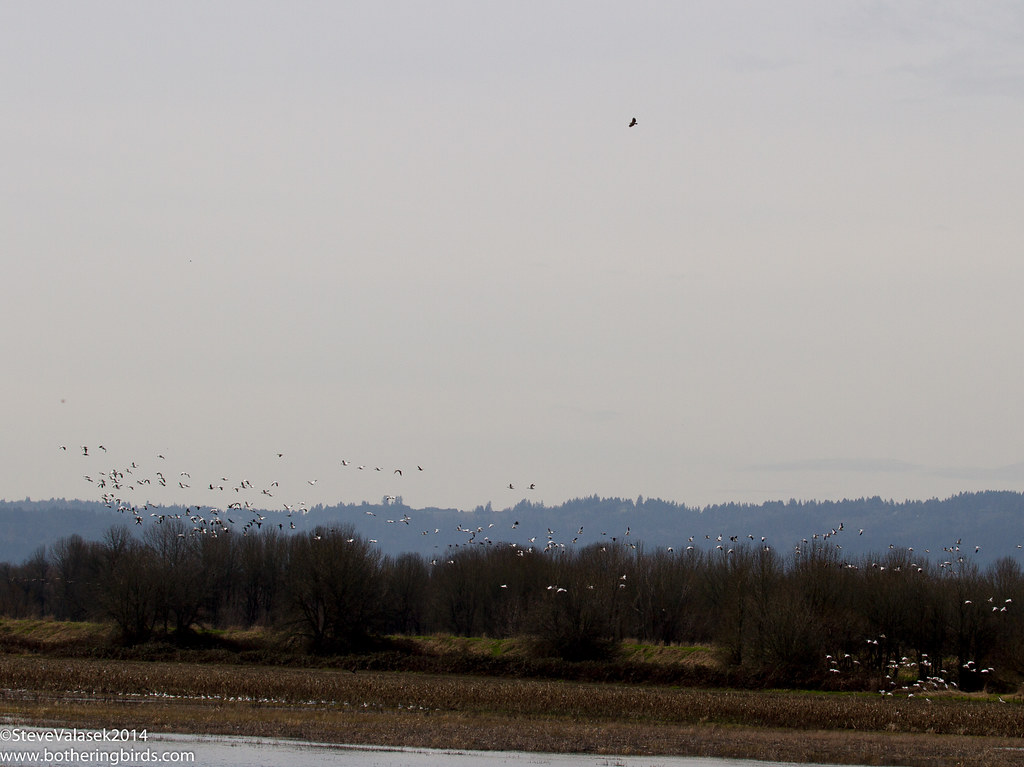 Sauvie Island Oregon Bald Eagle, Snow Geese, Sandhill Cran… Flickr