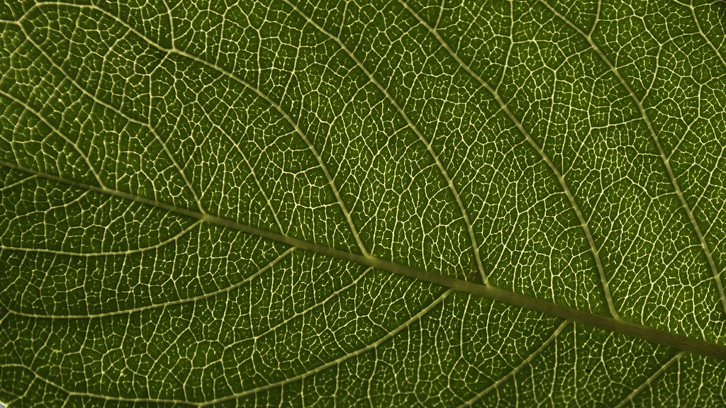 Cherry leaf Featuring veins and areoles (the small green p… Flickr