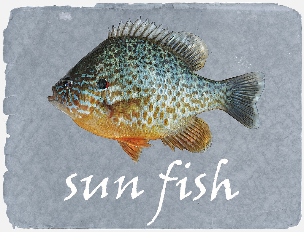 Pumpkin Seed The pumpkinseed sunfish (Lepomis gibbosus) is… Flickr