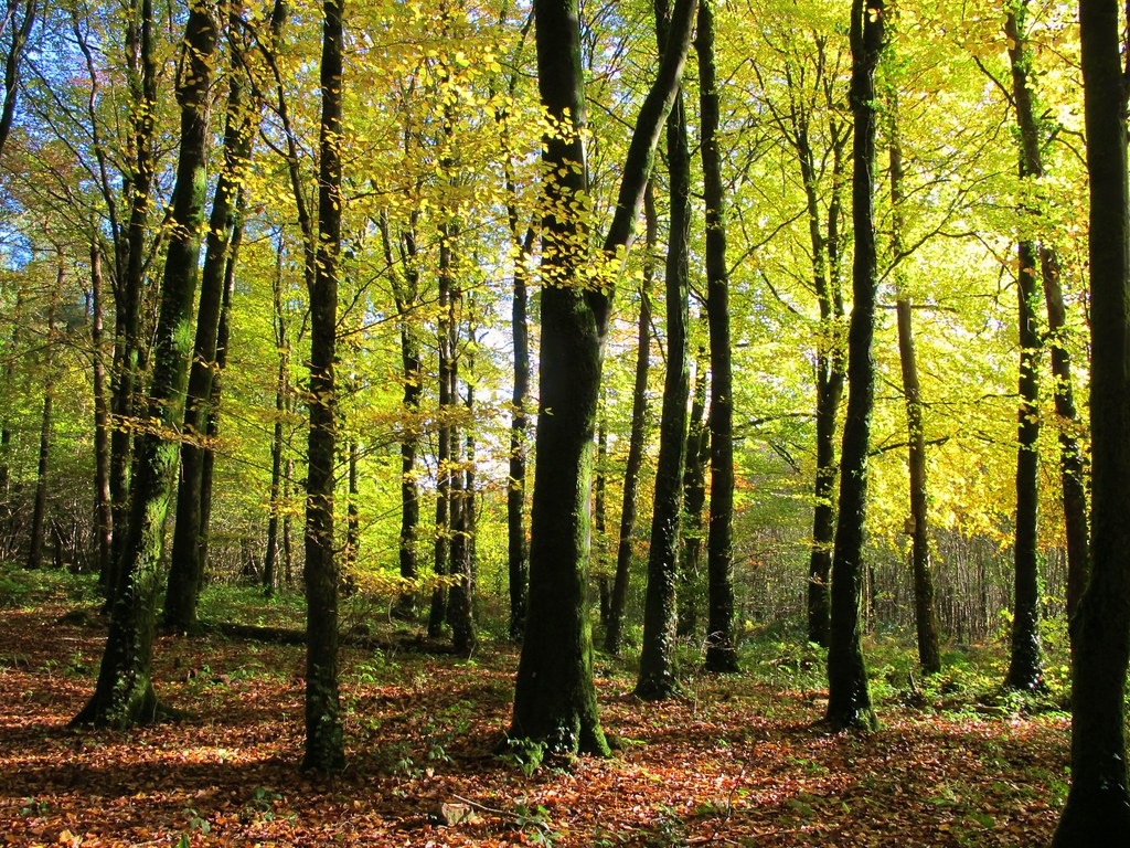 Irish woodland in Autumn a photo on Flickriver
