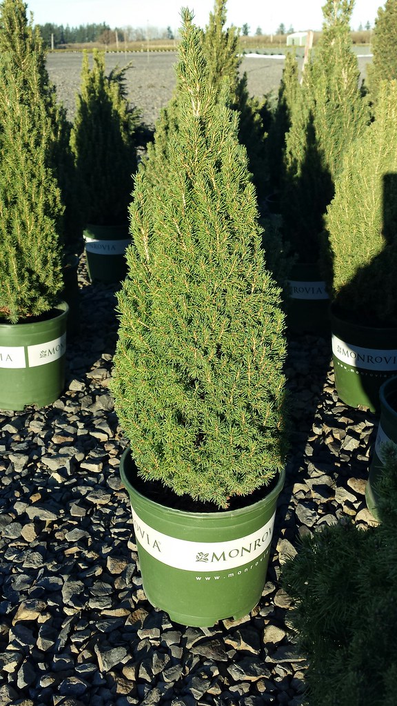 Tiny Tower Alberta Spruce 2 size Picea glauce conica 'Mon… Flickr