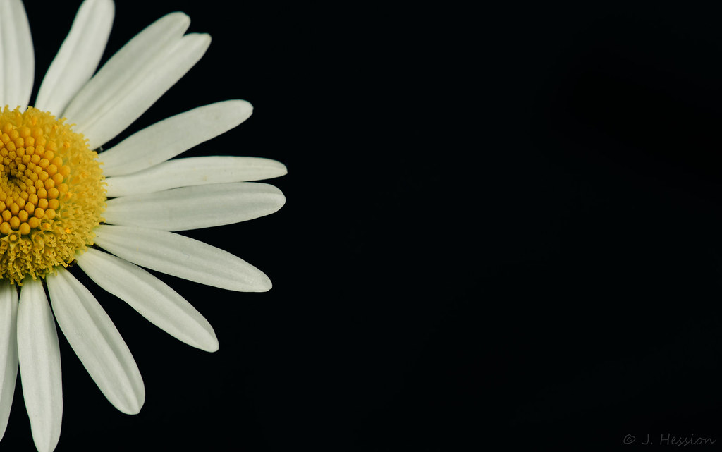 Daisy Jonathan Hession Flickr
