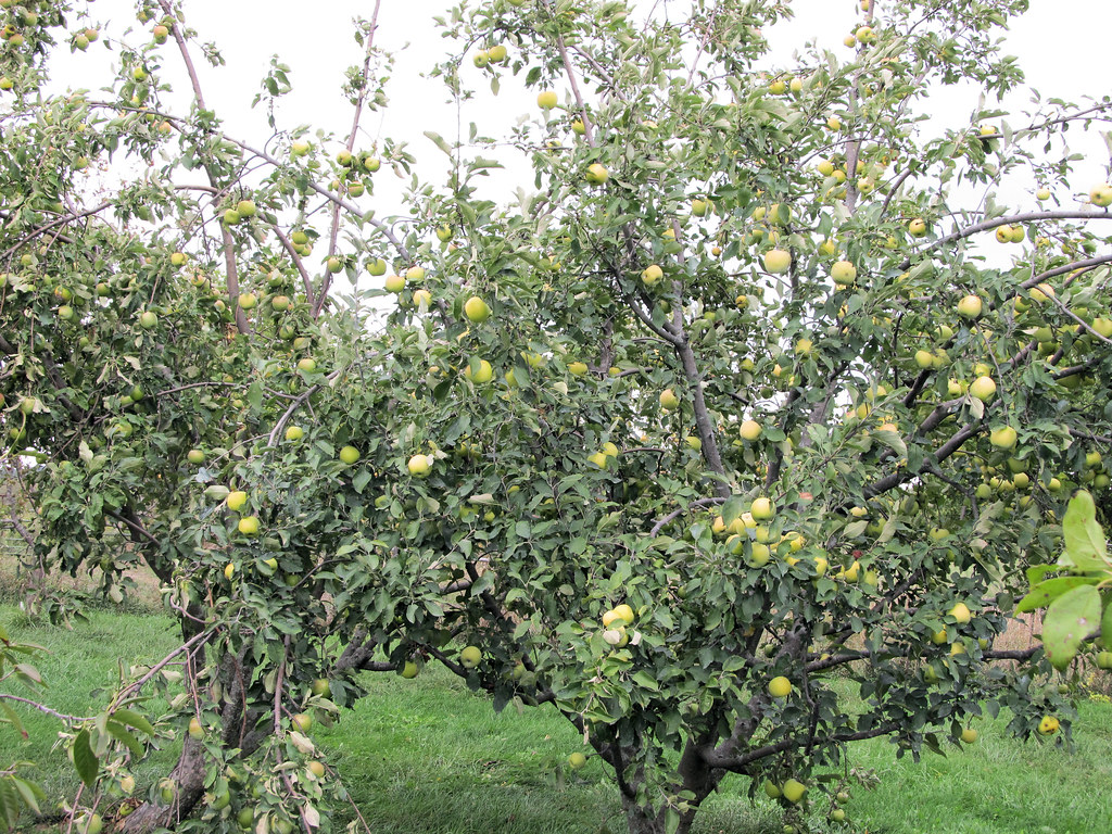 Grimes Golden and Granny Smith Apple Trees. Most of the ap… Flickr