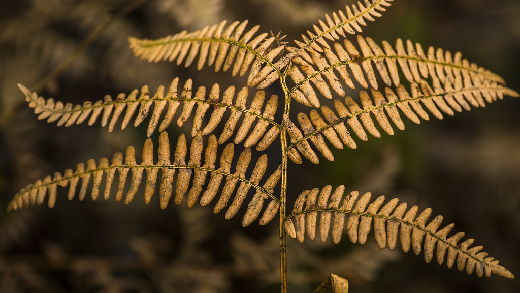 Dead Fern 1 Hylebos Wetlands Park Federal Way, WA Jim Oskam Flickr