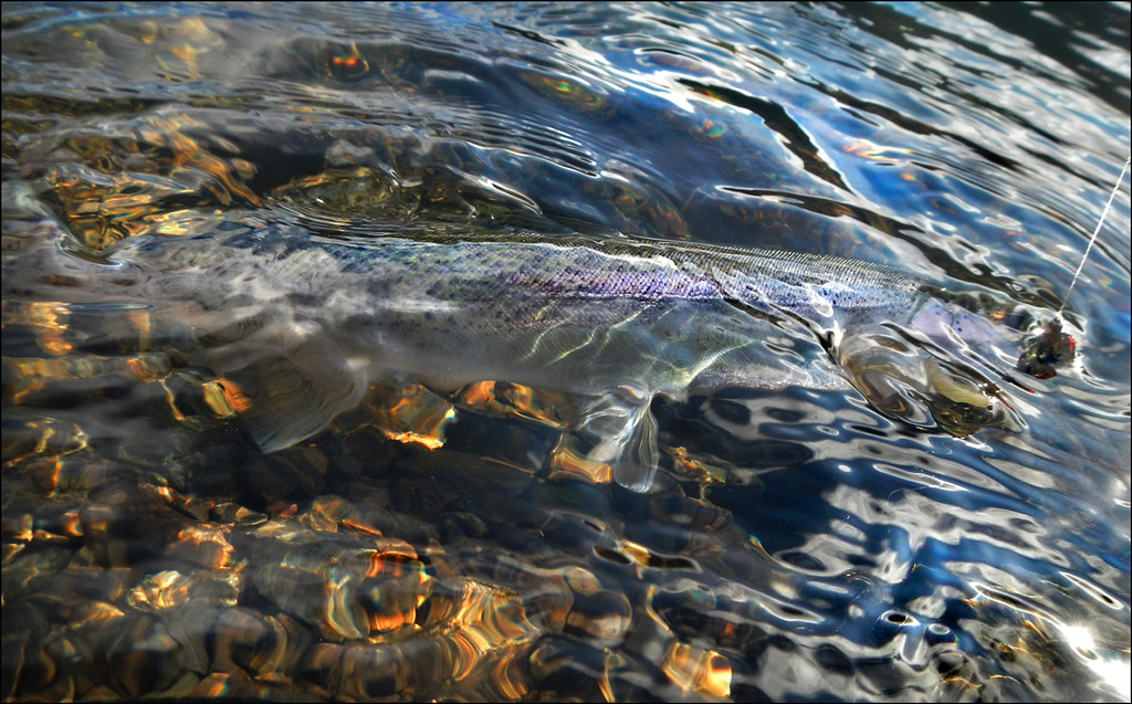 Lake Cushman cutthroat trout Winter fishing on Lake Cushma… Flickr