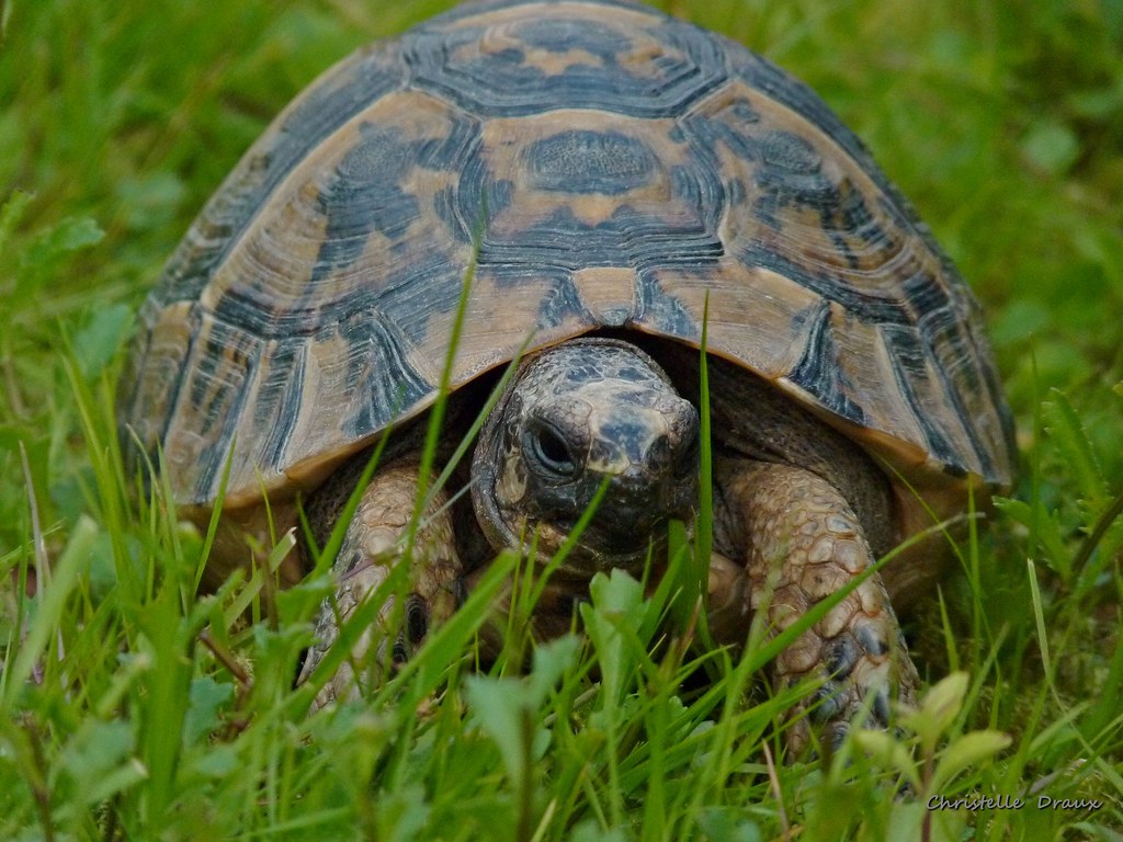 Tortue d'Hermann Testudo hermanni, la Tortue d'Hermann