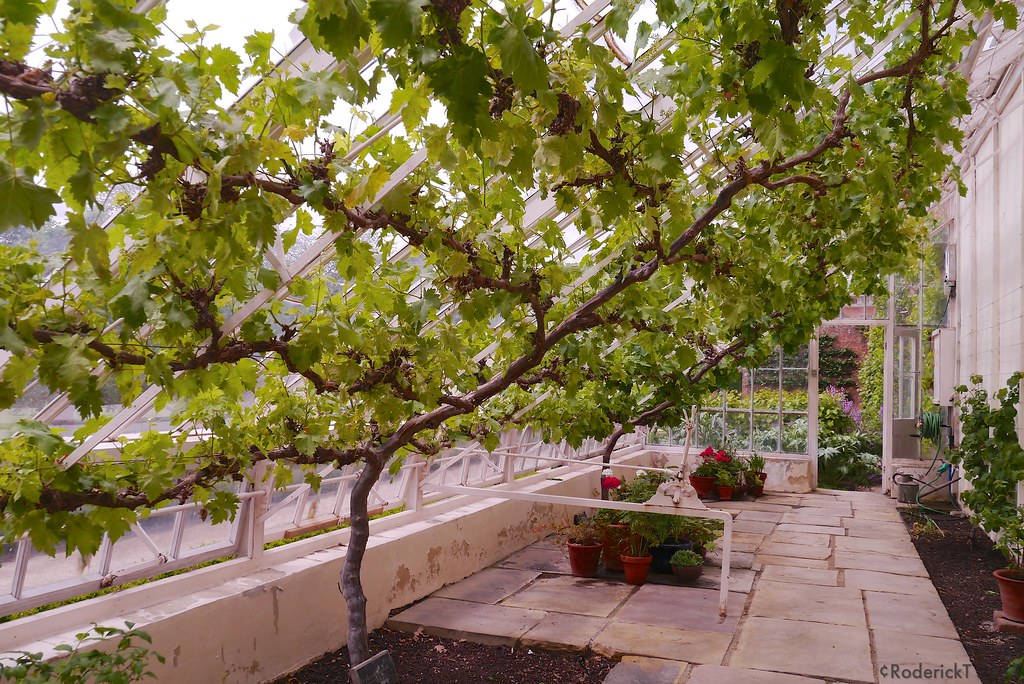P1050728 Vine Glasshouse Beningbrough Hall North Yorkshire… Flickr