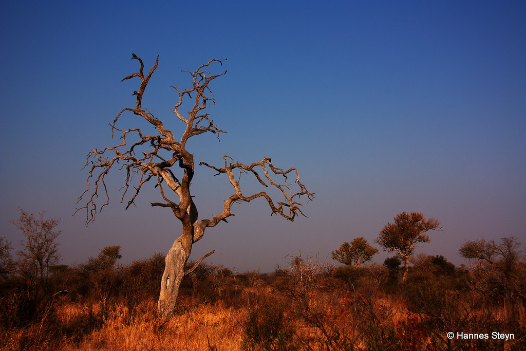 Leadwood tree in Madikwe National Park a photo on Flickriver