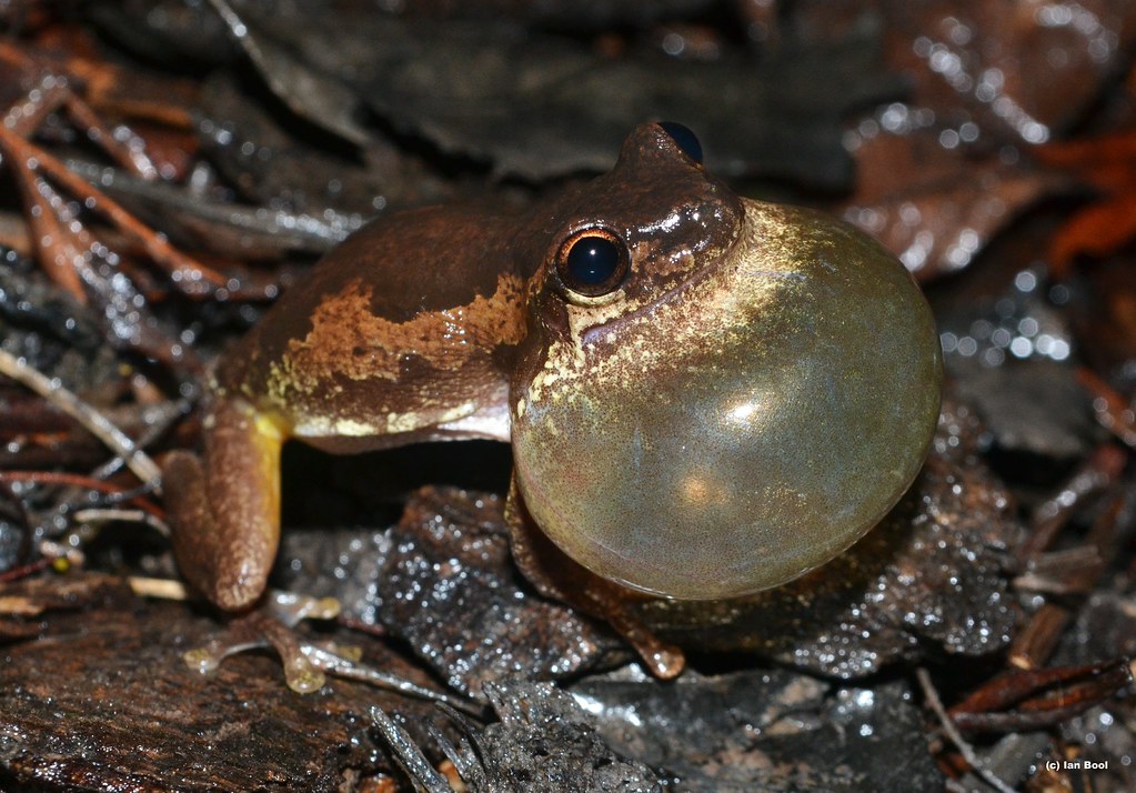 Robust Bleating Tree Frog (Litoria dentata) Calling Flickr